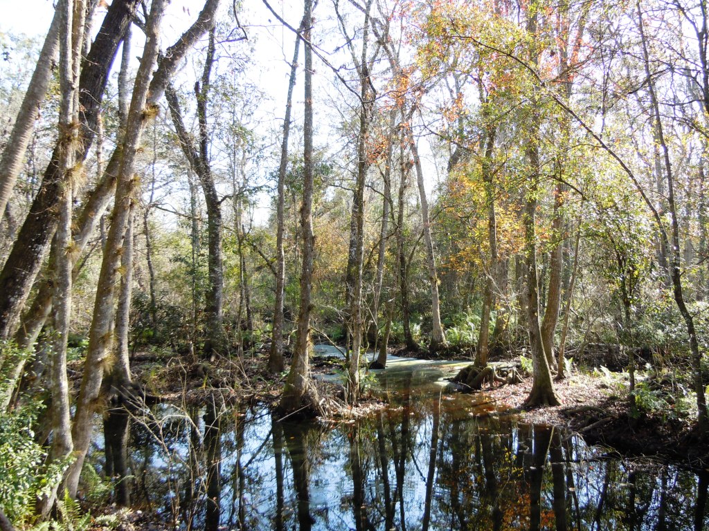 Brooker Creek Preserve Archives BarbaraJo Roberts Berberi, MABarbara