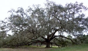 safety harbor florida, philippe park