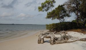 mobbly bayou wilderness preserve, oldsmar florida