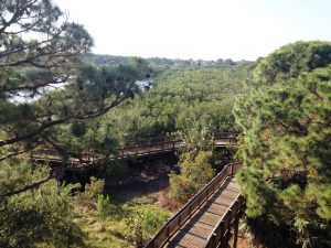 wall springs park, palm harbor florida